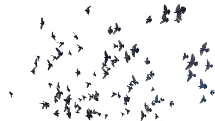 Foto op Plexiglas birds many flying on the sky © sea and sun