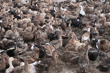 A beautiful geese’s in the same place.