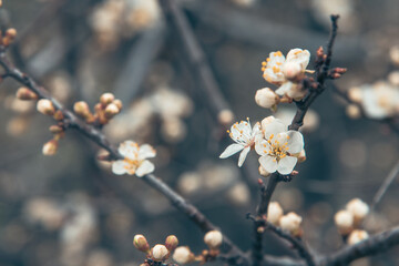Branch of blossoming cherry plum in spring.