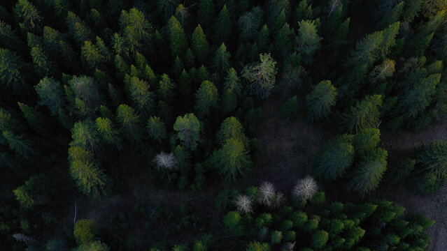 Cinematic aerial shot of an endless hills and forest landscape in southern Slovenia. Clip. Flying above summer dense forest. © Media Whale Stock