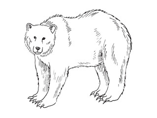 Monochrome illustration of animal in sketch style. Hand drawings in art ink style. Black and white graphics.