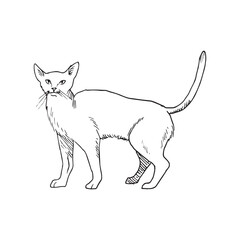 Monochrome illustration of animal in sketch style. Hand drawings in art ink style. Black and white graphics.