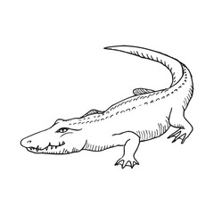 Monochrome illustration of animal in sketch style. Hand drawings in art ink style. Black and white graphics.