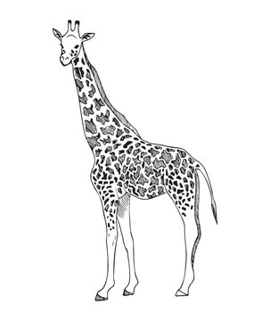 Monochrome illustration of animal in sketch style. Hand drawings in art ink style. Black and white graphics.