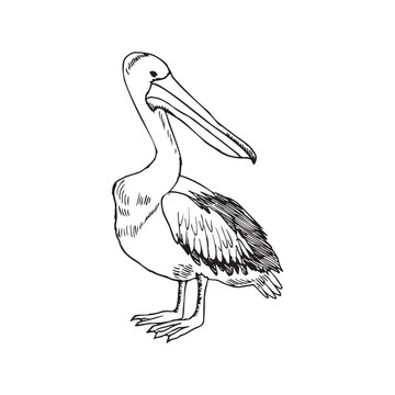 recommend clip art: Monochrome illustration of animal in sketch style. Hand drawings in art ink style. Black and white graphics.