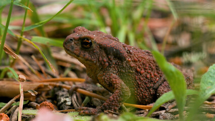 Fototapeta premium Close up of a frog on the ground in the summer forest. Creative. Jumping frog among green grass and small sticks.