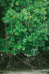 Mangrove forest in Kakaban Island, east borneo, Indonesia