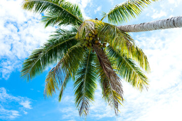 Palm tree, coconut tree against blue sky