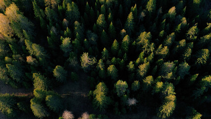 Top down view of autumn forest, fall woodland aerial shot. Clip. Drone fly over pine trees and yellow treetops.