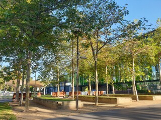 Naklejka premium Trees and Woods