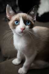  tricolor cat with blue eyes