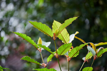 Close-up view of mitragyna speciosa or Kratom leaf