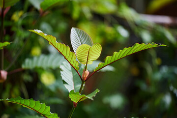 Close-up view of mitragyna speciosa or Kratom leaf