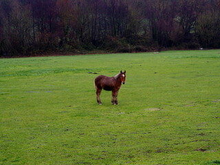 Potro mirando la cámara