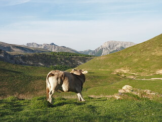 Vaca en el pirineo Navarro