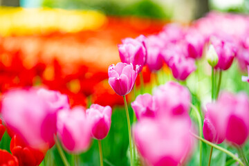 カラフルなチューリップ