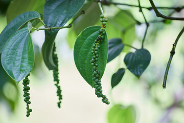 Fresh peppercorn in the garden