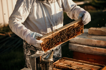 Senior worker working on an organic bee farm.