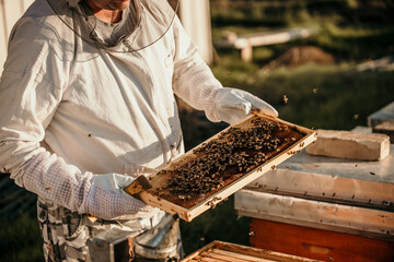 Senior worker working on an organic bee farm.