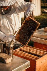 Honeycomb with bees and honey. Focus on bees