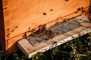Bees flying around the wooden box on the bee farm.