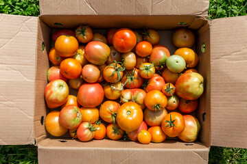 Ripe tomatoes in a box in summer sunlight. Vegetarian and healthy eco products. Close-up. Top view.