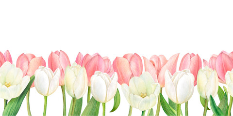 Watercolour banner with two rows of beautiful white and pink tulips. Hand-drawn on a white background.