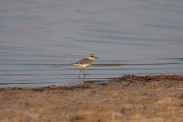 bird watching on the water, Collared Pratincole, Glareola pratincola