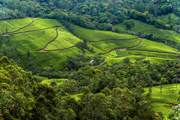 green tea plantation Kerala Gods Own Country Travel and Tourism