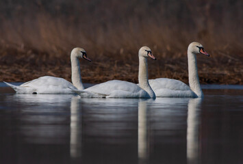 large waterfowl in its natural habitat, Mute Swan, Cygnus olor