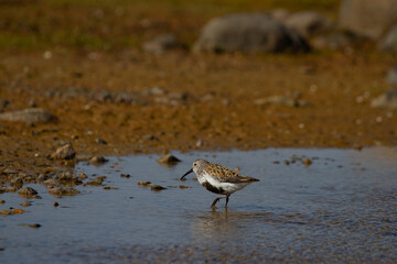 An adult Dunlin, Calidris alpina, a medium sized sandpiper and shorebird found along an arctic lake shoreline north of Arviat, Nunavut, Canada