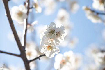 春の訪れと梅の花