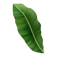 Jungle exotic leaf. tropical leaves