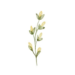 Fototapeta na wymiar Watercolor wildflowers, delicate botanical illustration