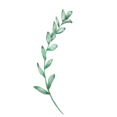 Watercolor wildflowers, delicate botanical illustration