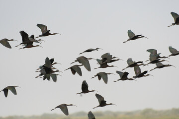 Flock of glossy ibises flying