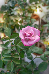 fresh pink rose flower in a garden