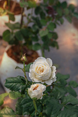 Obraz na płótnie Canvas fresh rose flower in a garden