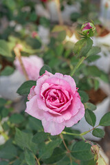 fresh pink rose flower in a garden