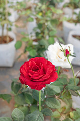 fresh red rose flower in a garden