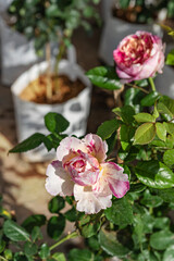 fresh pink rose flower in a garden