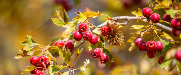 Red fruits of hawthorn on a tree, close-up. Crataegus berries, commonly called forest hawthorn.