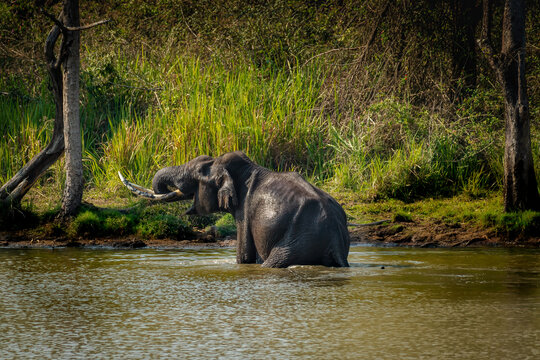 Wild Asian Elephant nagarhole