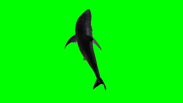Shark Attack Green Screen, Shark attack chroma key, Shark attack, Shark attack footage, sea animal