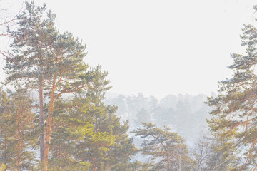 Snowstorm and morning frosty fog over forest hill.Fantastic winter landscape.Beauty world,copy space