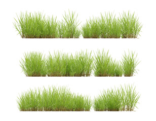 Set of grass plant on transparent background, 3d render illustration.