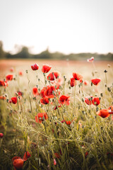 Naklejka premium Mohnblumen 