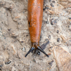 red forest slug