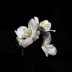 Fototapeta na wymiar jasmine flowers on a dark background