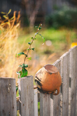 clay pot on the fence